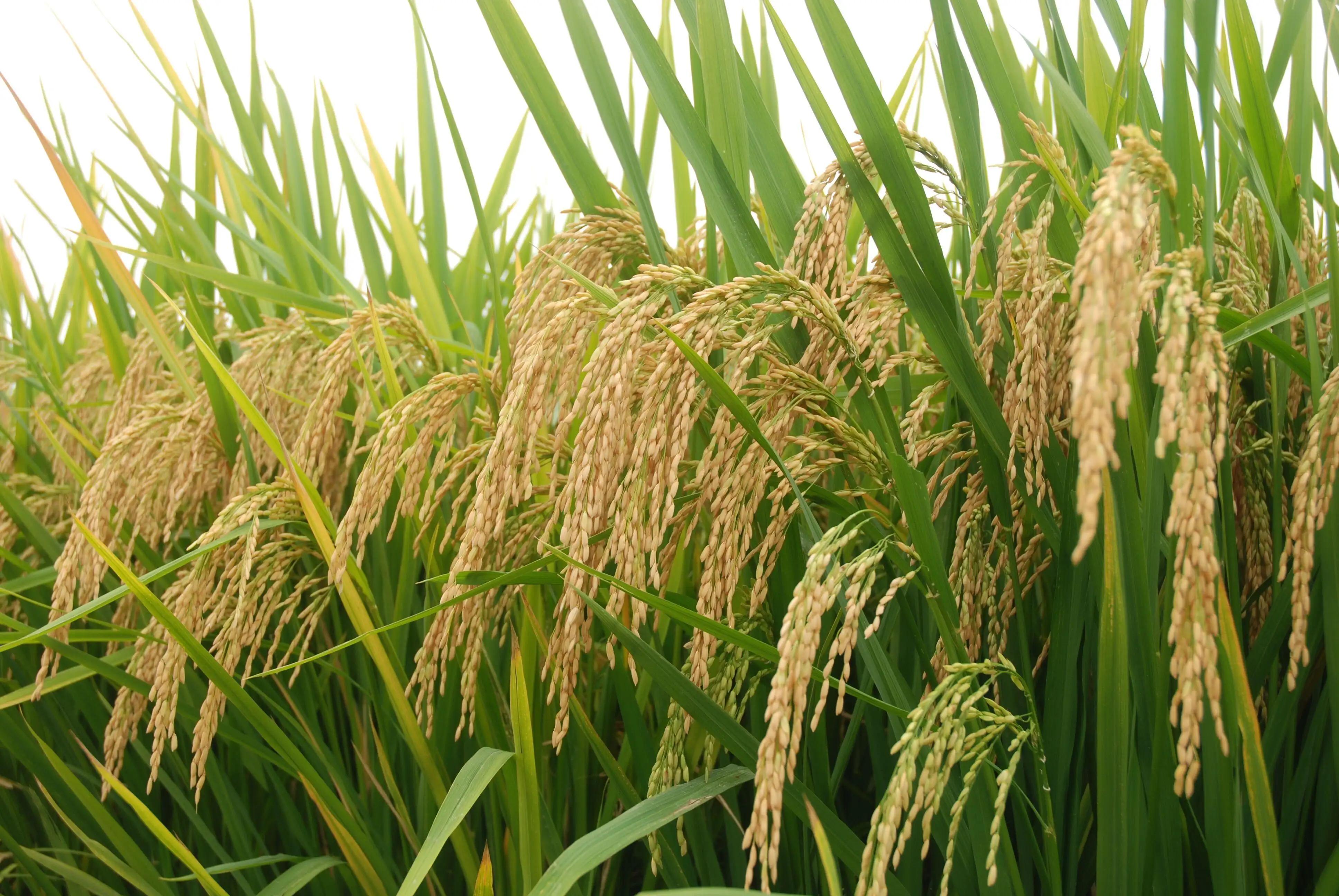 rice green leaves