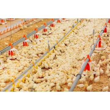 Drinker in poultry farm