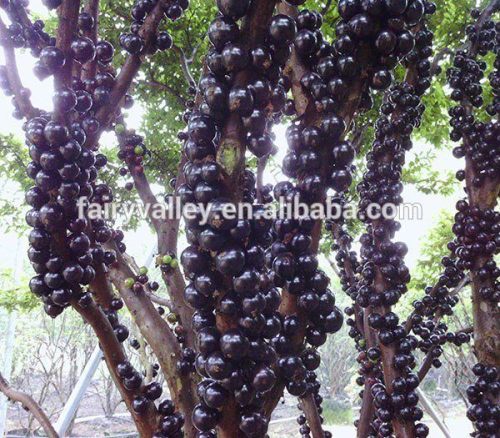 Jaboticaba Seeds Brazilian Grape Tree Seeds For Growing