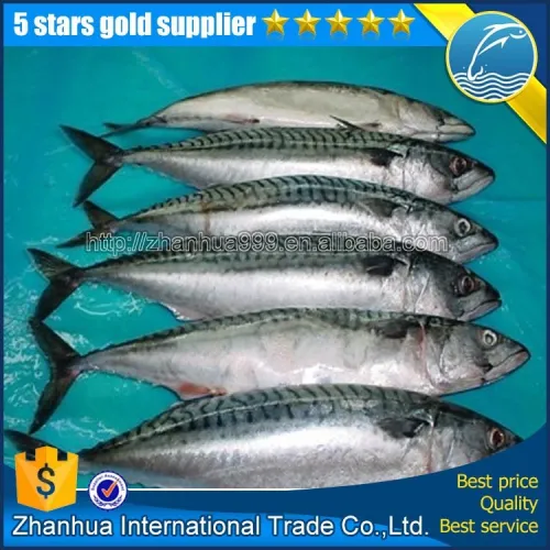 Import Export Seafood Fish Frozen Indian Spanish Mackerel Fish, High
