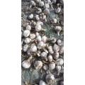 Fresh Garlic Normal White Garlic 2020
