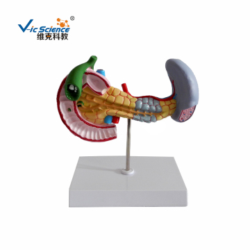 The Model Of Spleen Pancreas Gallbladder And Duodenum