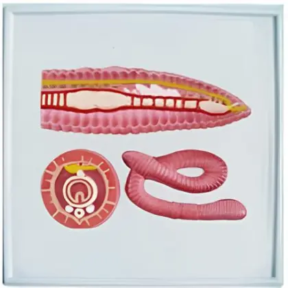 Earthworm relief model