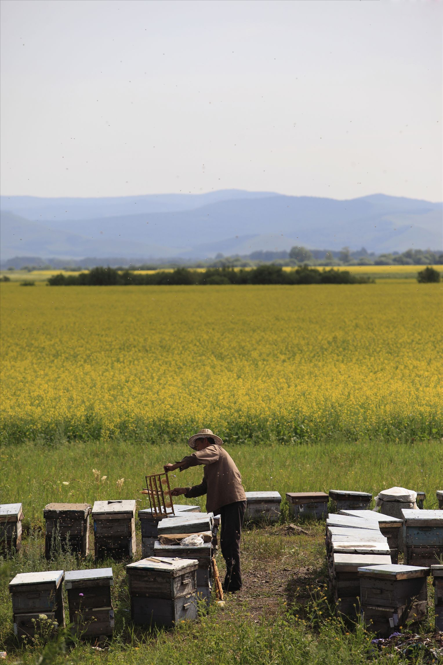 Organic Polyflora Honey