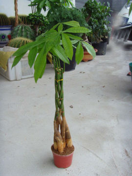 Brarided Pachira macrocarpa