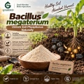 مسحوق بروبيوتيك Bacillus megaterium للأسمدة الحيوية التي تذوب الفوسفات