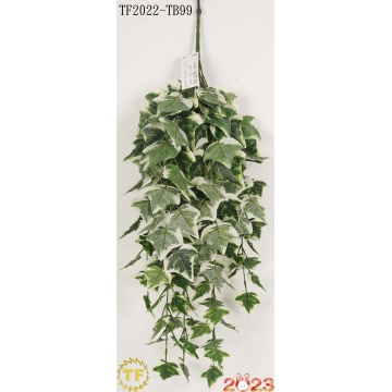 32"Algerian Ivy hanging bush