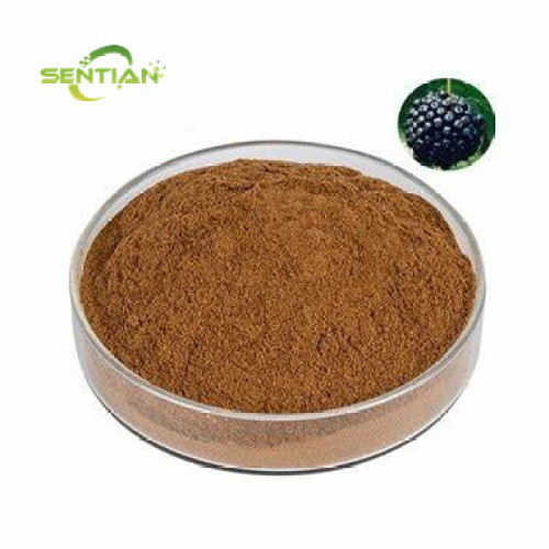 acanthopanax senticosus extract powder