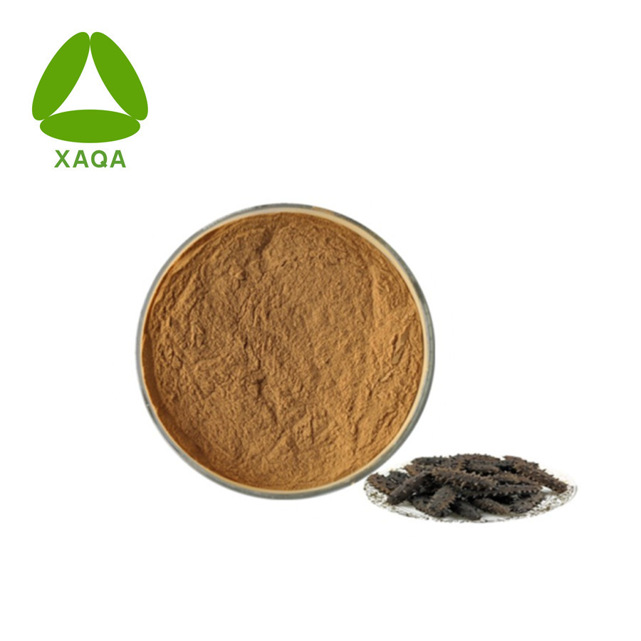 Sea Cucumber Extract Powder 10:1