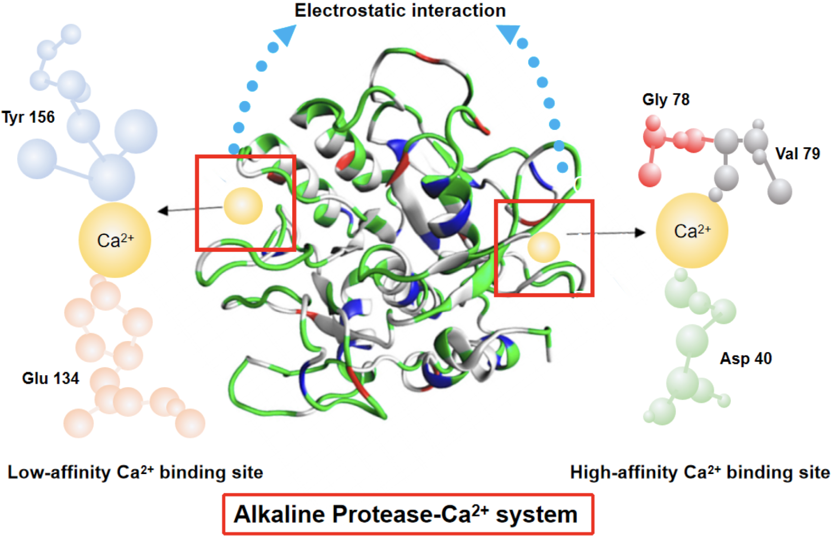 Alkaline Protease for Animal Feed