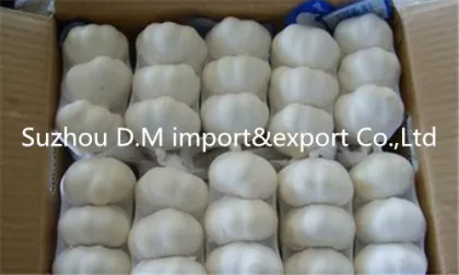 China farm fresh garlic