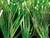 Monofilament clean artificial turf