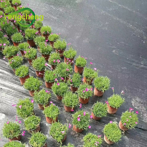 PP woven weed control fabric black landscape ground