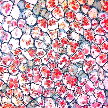 BestScope BS-2082MH10 Infinite Optical System Multi-Head Research Biological Microscope