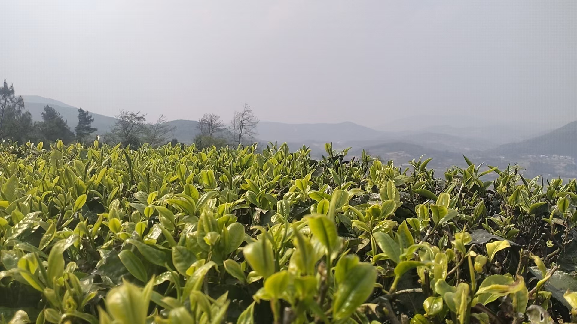 tea