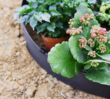 Eco-Friendly Decorative Garden Planter: Biodegradable Plastic Flower Pot with Custom Logo