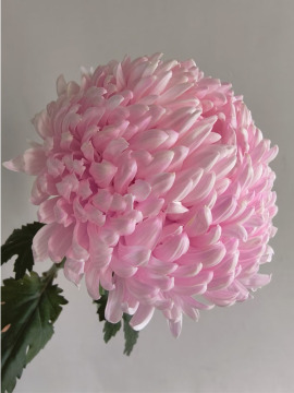 light pink peony chrysanthemum