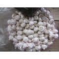 Best Quality Pure White Garlic 2020