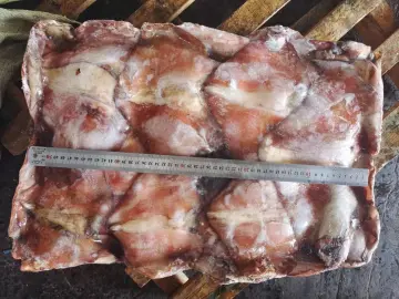 Frozen Squid Leftover Wing Dosidicus Gigas 1000-2000g