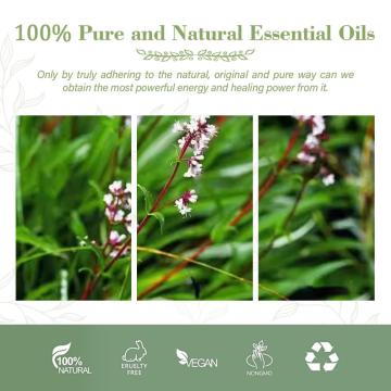 100% Pure & Natural Steam distilled Spikenard Essential Oil for Healthcare