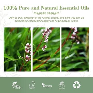 100% Pure &amp; Natural Steam destilado Spikenard Óleo essencial para assistência médica