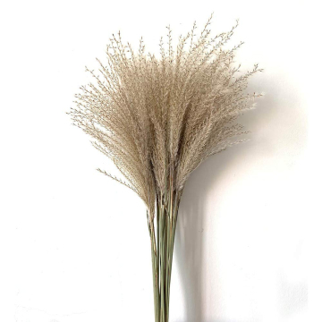 Dried Hossu Grass and Pampas Grass Bundles for Wedding Decor (65-75cm, 10 Stems)