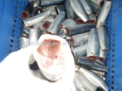 Frozen Seafood Pacific Mackerel Hgt Fish