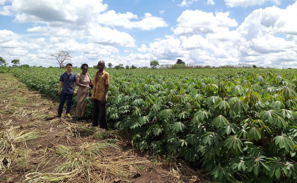 cassava farm field
