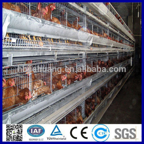 High quality low price A type poultry farming equipment for sale