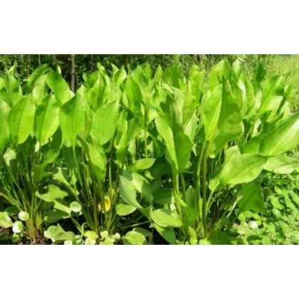 Alisma Plantago-Aquatica Extract Rhizoma Alismatis Extract