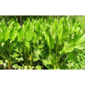Alisma Plantago-Aquatica Extract Rhizoma Alismatis Extract
