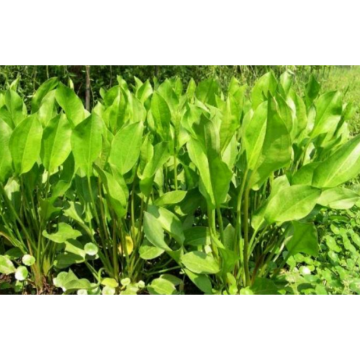 Alisma Plantago-Aquatica Extract Rhizoma Alismatis Extract