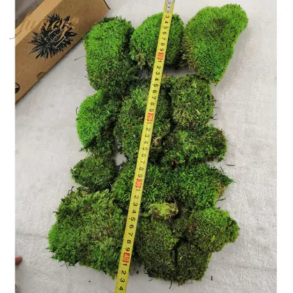 Wild Forest Lichen Moss for House Decoration