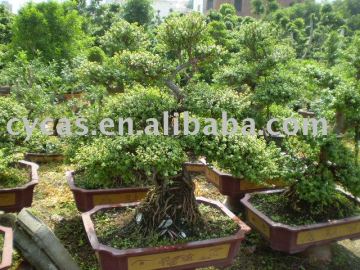 Portulacaria