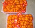 Qualidade superior Nanfeng bebê mandarina preço de exportação