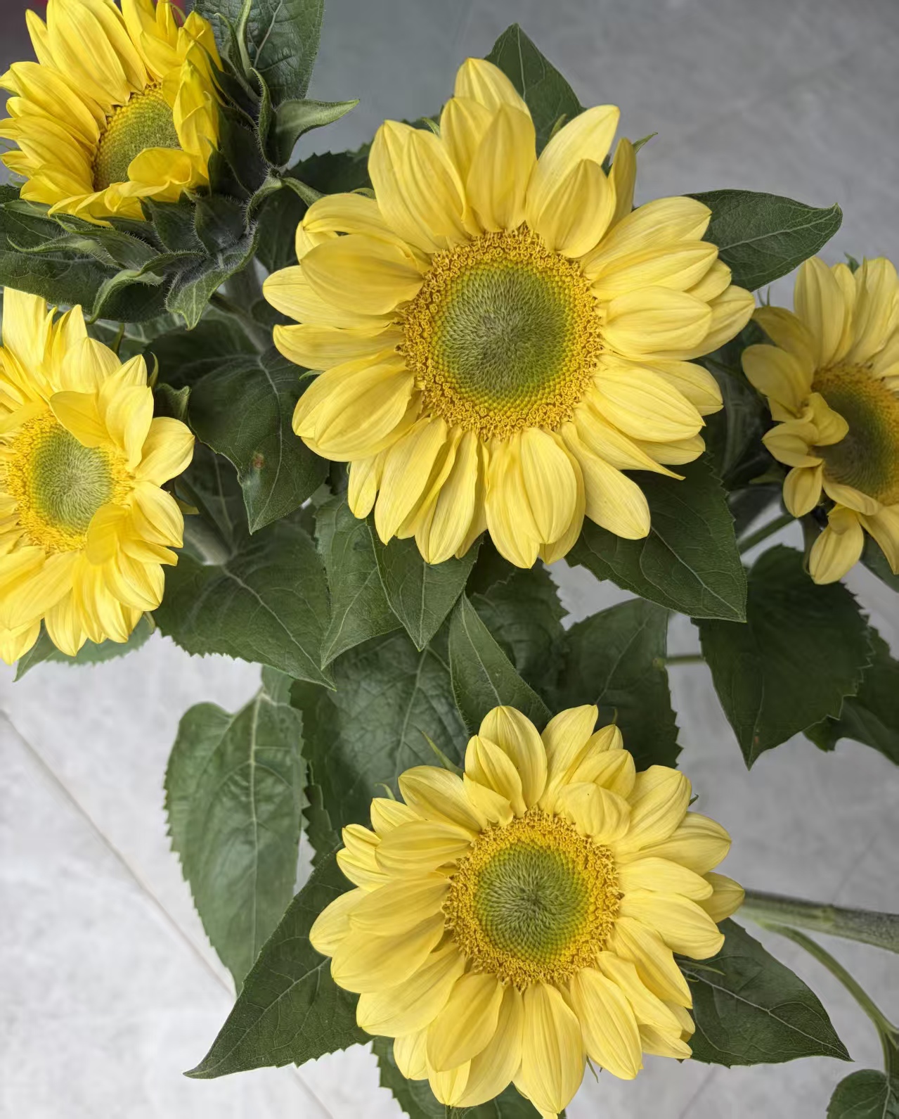 Lemon Queen Sunflower