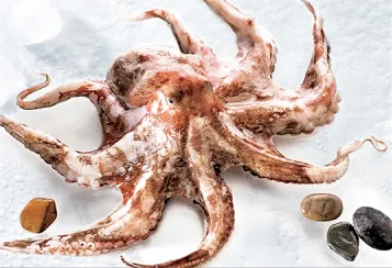 Small Octopus Frozen Whole Cleaned Octopus