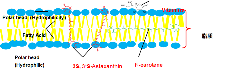 Haematococcus Pluvialis Powder Astaxanthin Powder for Skin (2)