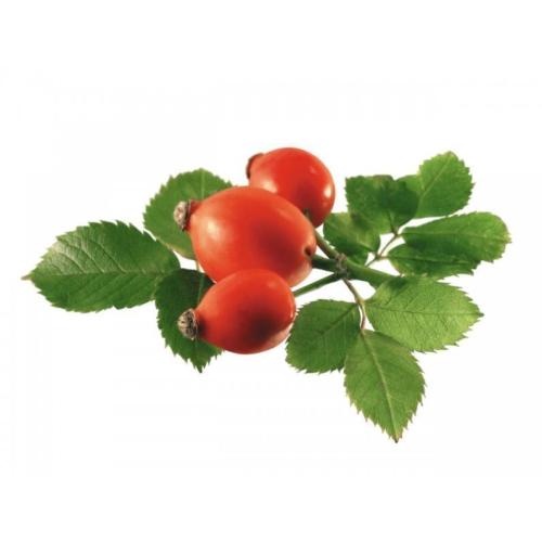 Best Price for Rosehip extract to weight loss