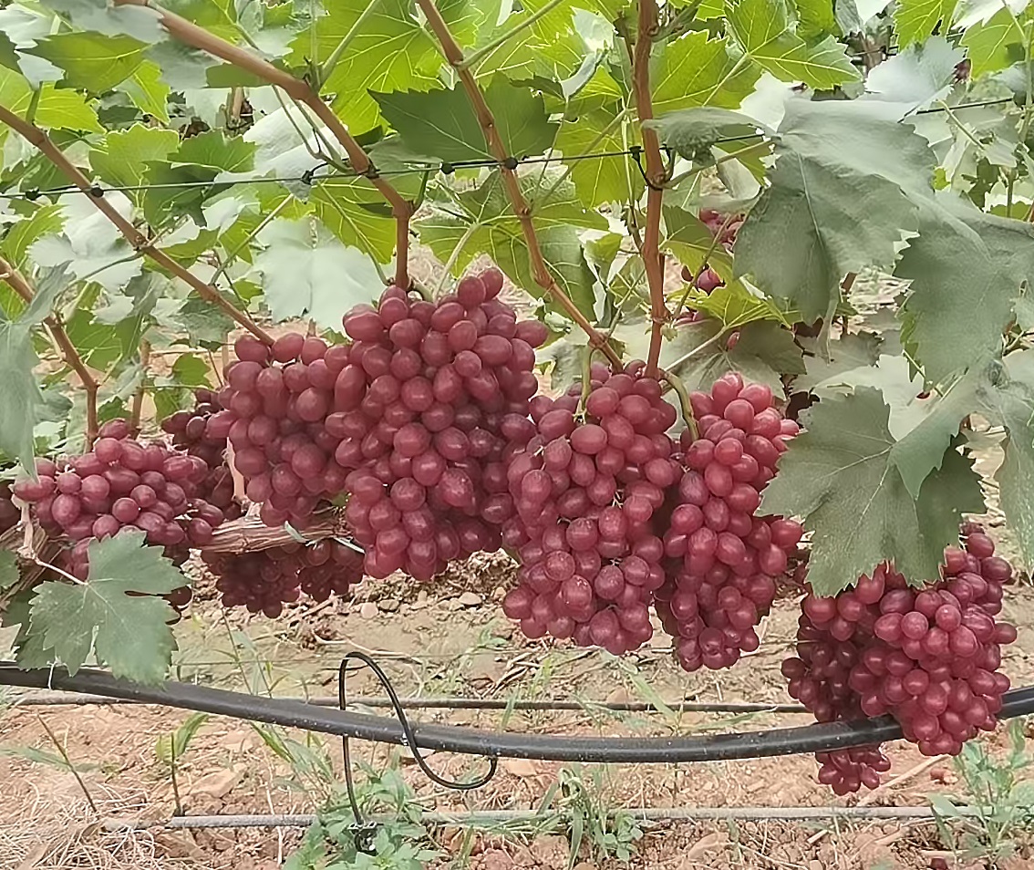 Grape