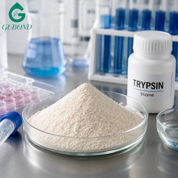 Trypsin Enzyme Powder for Protein Hydrolysis
