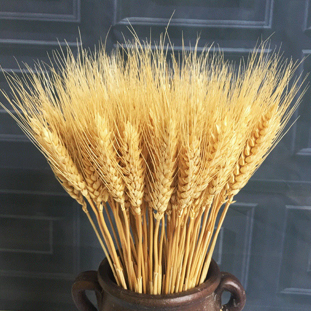 100Pcs Wheat Ear Flower Natural Dried Flowers for Wedding Party Decoration DIY Craft Scrapbook Home Decor Wheat Bouquet JP02