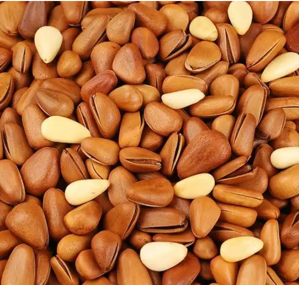 Pine Nut (3)