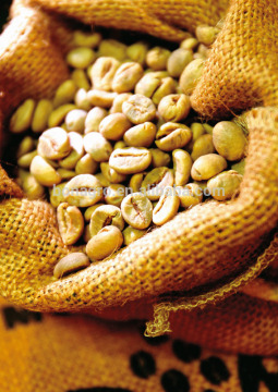 wholesale coffee green bean
