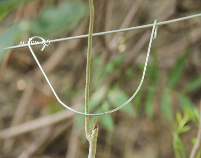 Galvanized Trellis Clip