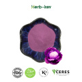 High quality Cabbage Extract Red Cabbage extract Powder