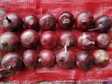 Cipolla rossa di buona qualità 2020
