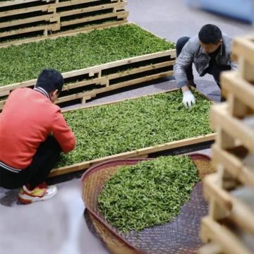 Chinesischer Longjing Green Tea Dragon gutgrüner Tee