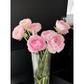 বিবাহের তোড়া জন্য তাজা কাটা গোলাপী Ranunculus ফুল
