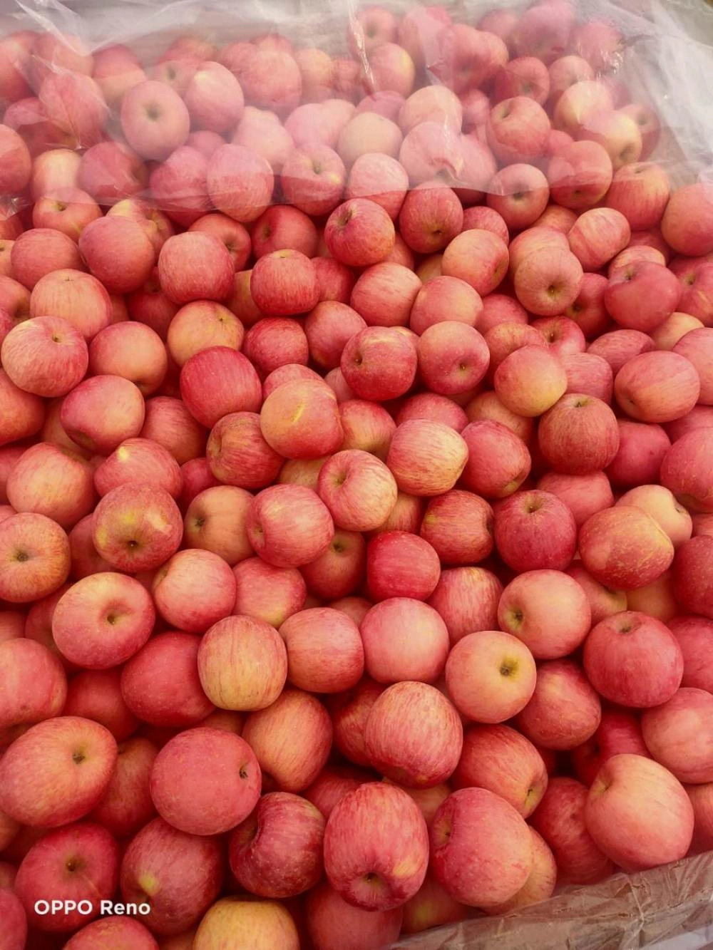 Fresh Fuji Apple, Each